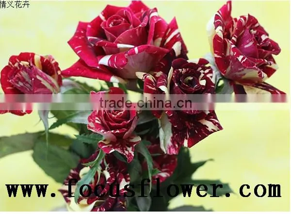 Hot Selling Black Roses Sale High Quality Fresh Cut Flower Spray Rose Meteor Shower for Banquets Factory Prize Supply photo-2