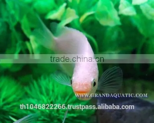 Kissing Gourami Fish Farm For Sale / Thailand Tropical Fish Exporter photo-6
