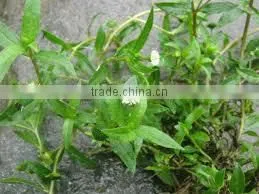 Pure Eclipta Alba photo-4