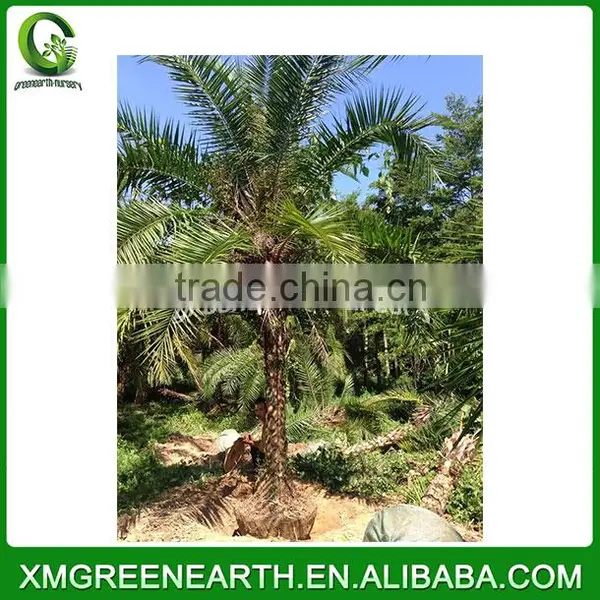 Phoenix Dactylifera Palms Trunk 3m (2) photo-2