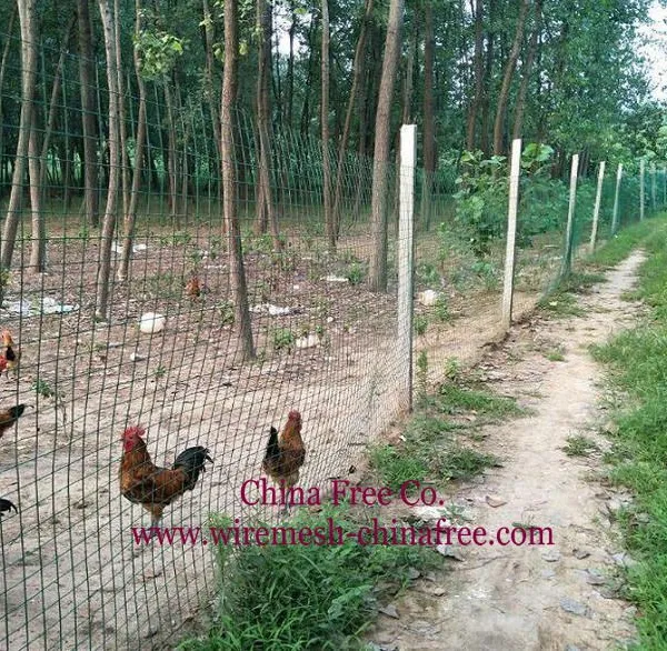 Chicken Wire - Chicken Wire Netting - Hexagonal Wire Mesh photo-2