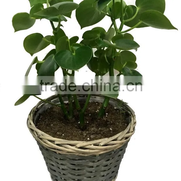 Home Garden Plant Pots, Flower Pots photo-4