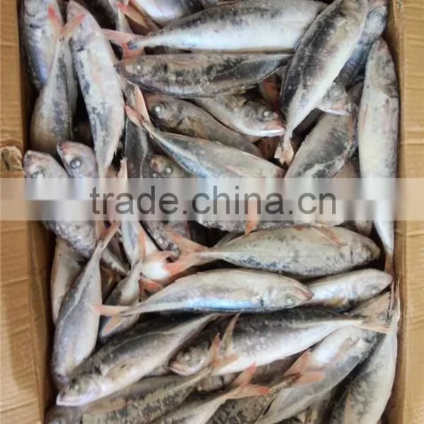 2015 New Coming Sea Frozen Horse Mackerel photo-6