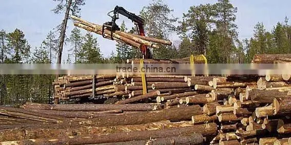 RUSSIAN Timber Log / Sawlogs /Wood Round Logs / Lumber /PINE / SPRUCE / LARCH / BIRCH photo-3