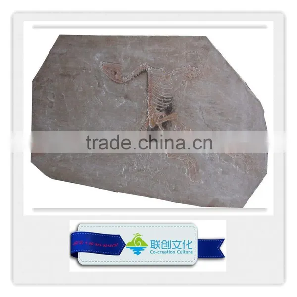 Popular Bone Fossil Replica of Dinosaur Bones photo-4