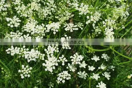 Pure Cumin Oil | 100% Natural Cumin Oil From India(BORG EXPORT) photo-4