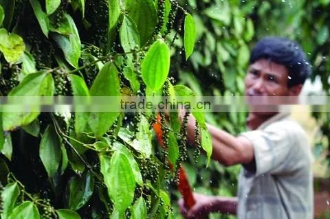 White Pepper Seeds 630G/L Cheap Price Sale(website: HANFIMEX08) photo-5