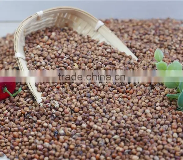 2016 Non-GMO Organic Glutinous Red Sorghum Sticky Sorghum photo-3