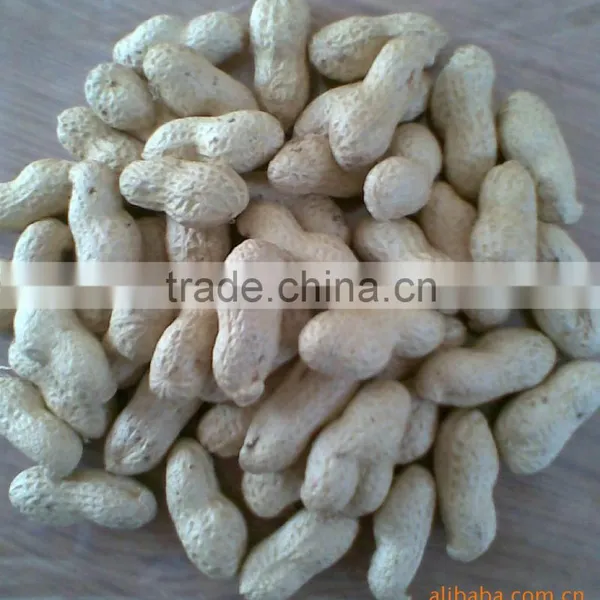 Shandong Peanut Price photo-3