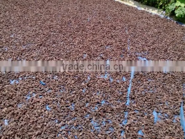 Black Cardamom From Viet Nam photo-3