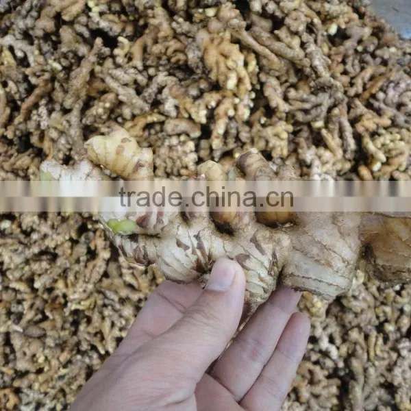 VIETNAM FRESH GINGER SIZE 150 UP photo-6