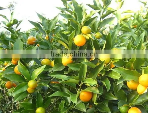Fresh Seedless Sweet Orange Tree Seedling photo-3