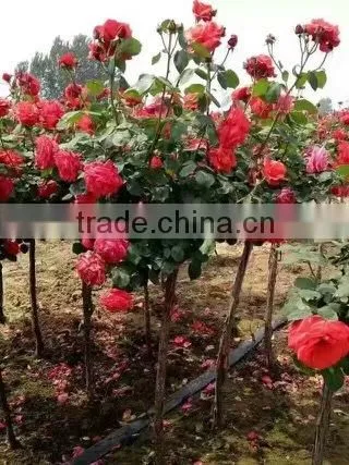 Natural Product Type Potted Rose photo-6