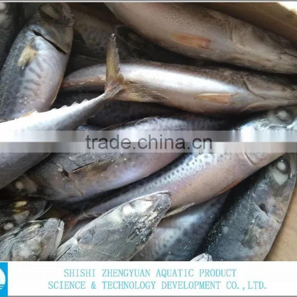 Best Price For Canned Frozen Mackerel Fish photo-3