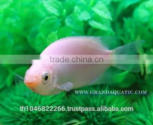 Kissing Gourami Fish Farm For Sale / Thailand Tropical Fish Exporter photo-5
