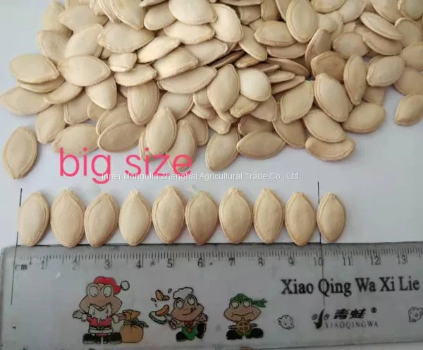 Big Size Shine Skin Pumpkin Seeds 10cm+ photo-2