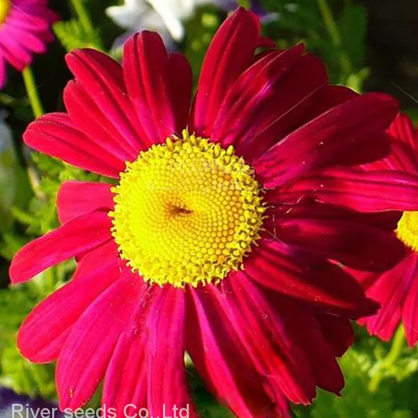 500g Online Sale Mix F1 Bulk Loose African Daisy Gerbera Flower Seeds for Planting photo-4