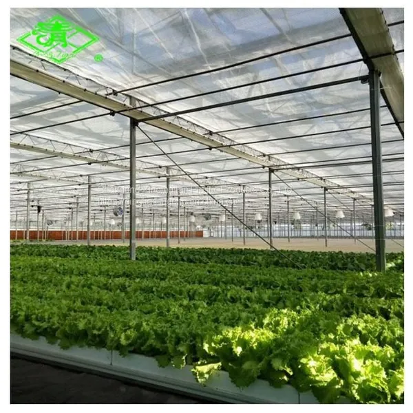 Hot Sale UV-protection Plastic Sheed 3-5 Layers Clear Anti-fog Plastic Film Covering Greenhouse photo-3