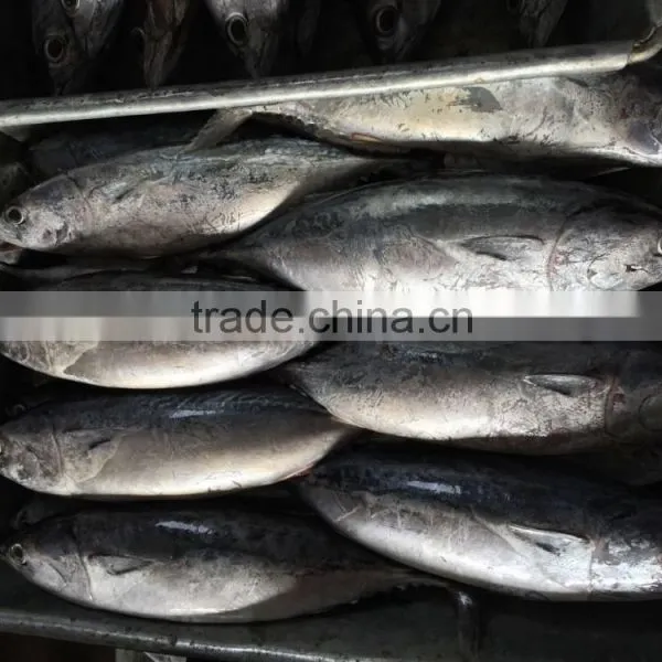 New Catching Seafrozen Bonito photo-4