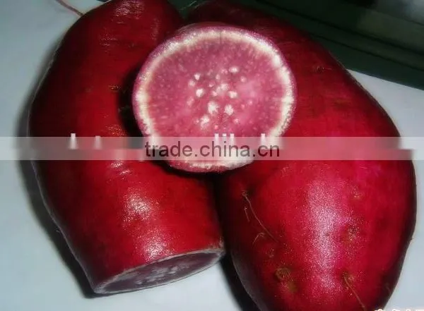 New Fresh Sweet Potato in Bulk With Good Taste
