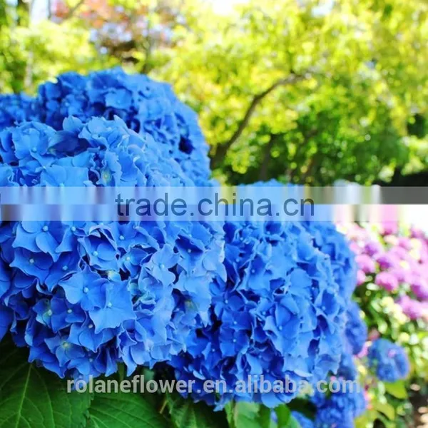 For Christmas Gift Brooch Bouquet Wedding Wedding Bouquets Long From Yunnan, China photo-4