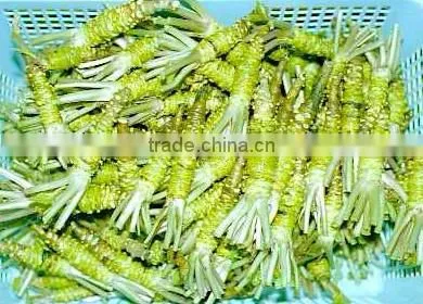 Wasabi Paste Made in Chinese Factory photo-2
