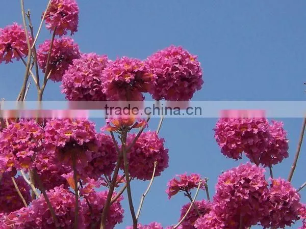 Tabebuia Pentaphylla photo-5