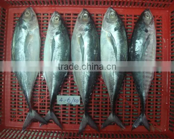 Horse Mackerel Size 4/6/ Horse Mackerel Fish photo-6