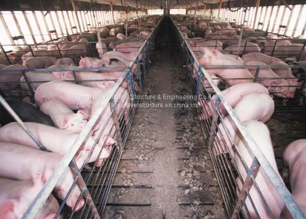 Low Cost Pig Farm House Building Construction Professional Design for Pig House photo-2