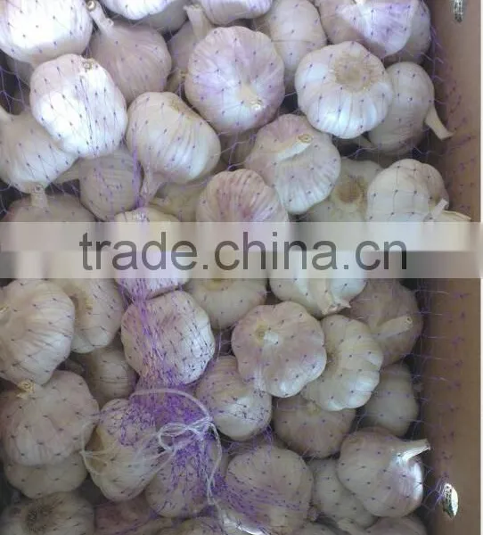 White Garlic,pure White Garlic photo-3