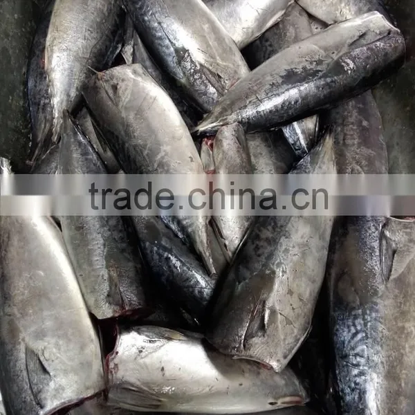 2015 Frozen Bonito HGT 300g+/pc for Canned photo-4