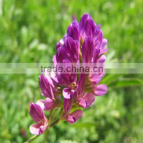 The King of the Grass Alfalfa Forage Seeds With Competitive Price for Sale