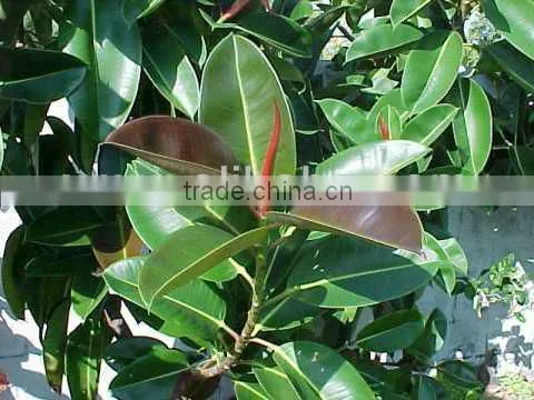 Ficus Elastica, Rubber Tree, India Rubber Fig