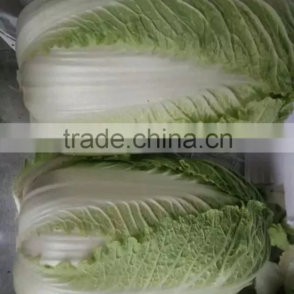 Fresh Chinese Cabbage photo-2