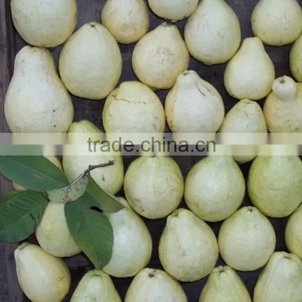 Guava photo-2