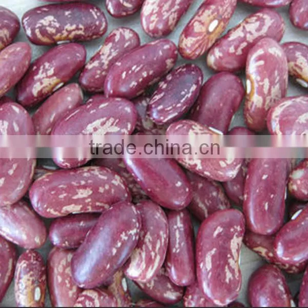 Purple Speckled Kidney Bean photo-2
