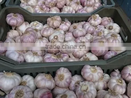 Fresh Style White Garlic From Cold Storage photo-4