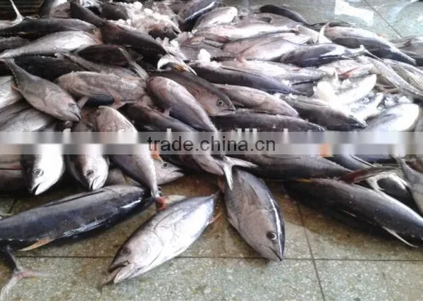Yellow Fin Tuna Frozen Seafish