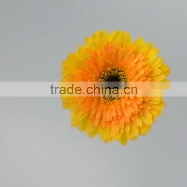 Color Champagne Pure Yellow Gerberas photo-5