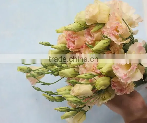 Fresh Top Sell Wholesale Fresh Lisianthus Flower photo-5
