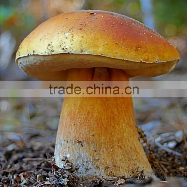 Polish Wild Dried King Bolete Mushrooms photo-3