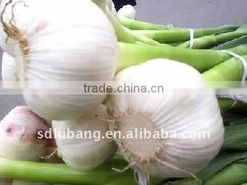 normal white garlic