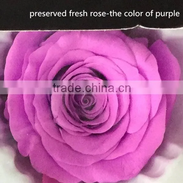 Export Long-lasting Dried Flowers Highest Quality Preserved Flowers Rose photo-3