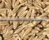 Cumin Seed