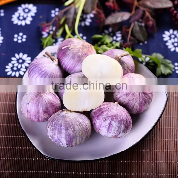 Wholesale Fresh White Garlic for Export photo-3