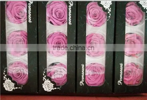 Everlasting Rose A Grade 6 to 7 cm Preserved Rose From Yunnan photo-3