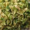 Sell AD Cabbage