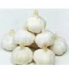 Chinse Garlic
