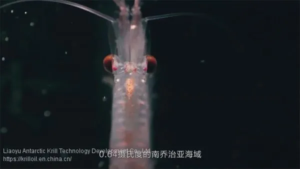 Krill Oil S90 photo-3