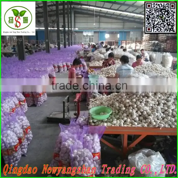 Pollution-free Garlic/pure White Garlic, Garlic Exports photo-3